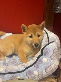 Allevamento e negozio ( shiba inu 2 mesi)