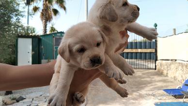 labrador 
