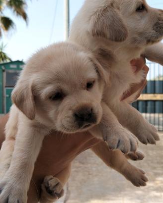labrador 