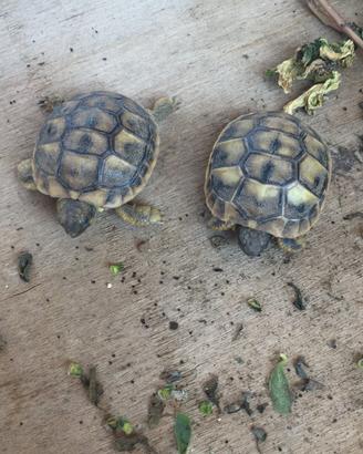 Tartarughe baby
