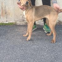 Cucciola segugio maremmano