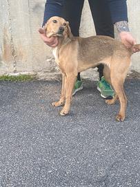 Cucciola segugio maremmano