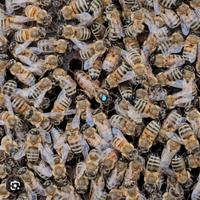 Nucleo api 6 telaini regina 2025