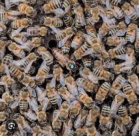 Nucleo api 6 telaini regina 2025