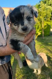 Australian S,hepherd incrocio