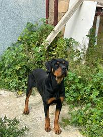 Rottwailer femmina