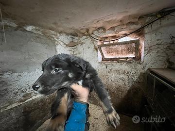 Cucciola cane da pastore