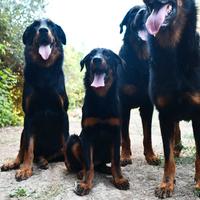 Cucciola BEAUCERON femmina nero focata