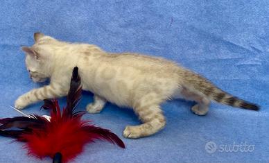 Bengala femmina Snow Lynx