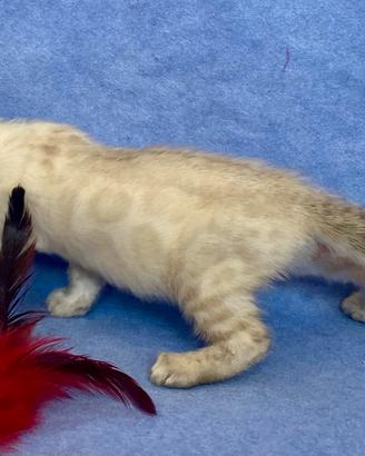 Bengala femmina Snow Lynx