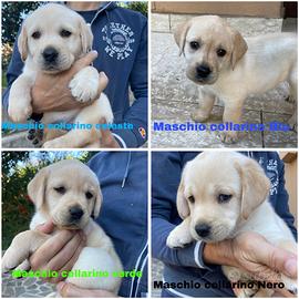 Cuccioli di labrador retriever con pedigree