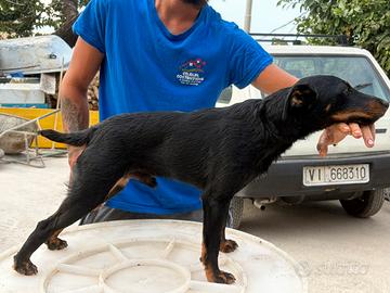 Jagd terrier