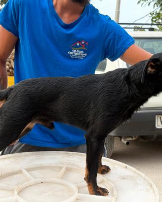 Jagd terrier