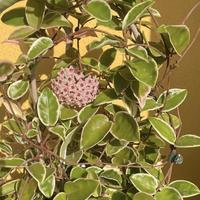 fiore di cera hoya 
