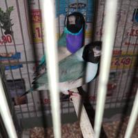 Coppia diamanti di gould Blu