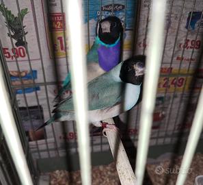 Coppia diamanti di gould Blu