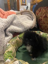 Cuccioli di spitz Pomerania