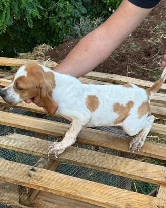 Pointer maschio