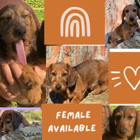 Cucciola pelo duro / pedigree Enci