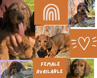 Cucciola pelo duro / pedigree Enci