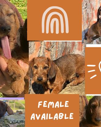 Cucciola pelo duro / pedigree Enci