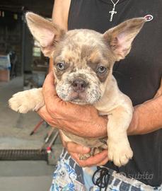 Maschietto bulldog francese lilac merle tan
