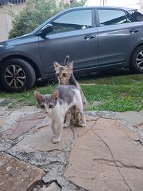 Gattini e Gatti adulti (1 anno)