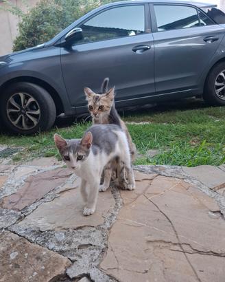 Gattini e Gatti adulti (1 anno)