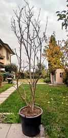 pianta manoglia rosa