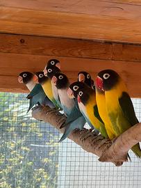 Insperabili personata