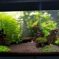 Piante Acquario