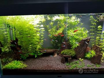 Piante Acquario