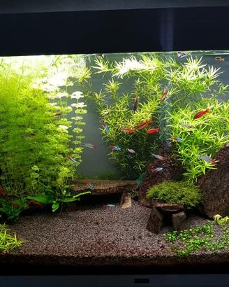Piante Acquario
