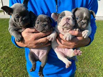 Bulldog francesi cuccioli vari colori