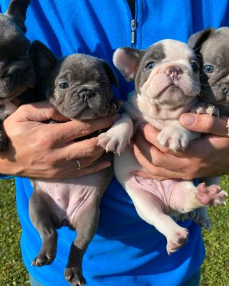 Bulldog francesi cuccioli vari colori