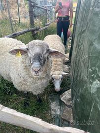 Montone e pecora