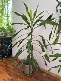 Dracaena 142 cm - grande pianta da interno