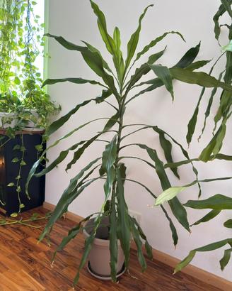 Dracaena 142 cm - grande pianta da interno