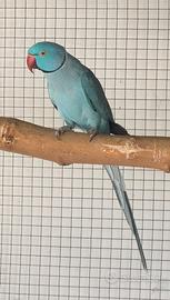 Parrocchetto dal collare maschio