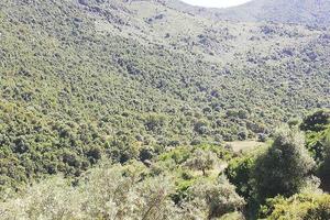 Immobile in asta di 117560 m² a Austis