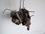 Immagine 1