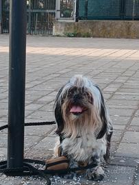 Shihtzu per monta