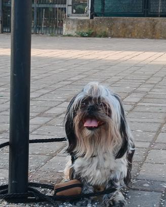Shihtzu per monta