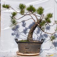 Pre bonsai Pino Nero Yamadori
