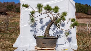 Pre bonsai Pino Nero Yamadori