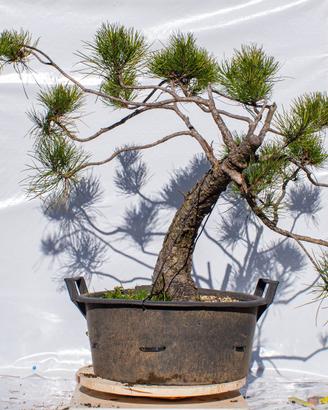 Pre bonsai Pino Nero Yamadori