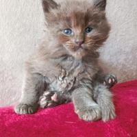 Cuccioli Maine Coon con pedigree AfEf