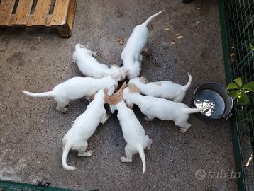 Cuccioli setter inglese