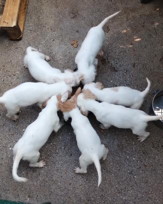 Cuccioli setter inglese