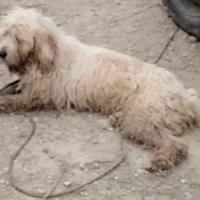 Brique grifon vandeen